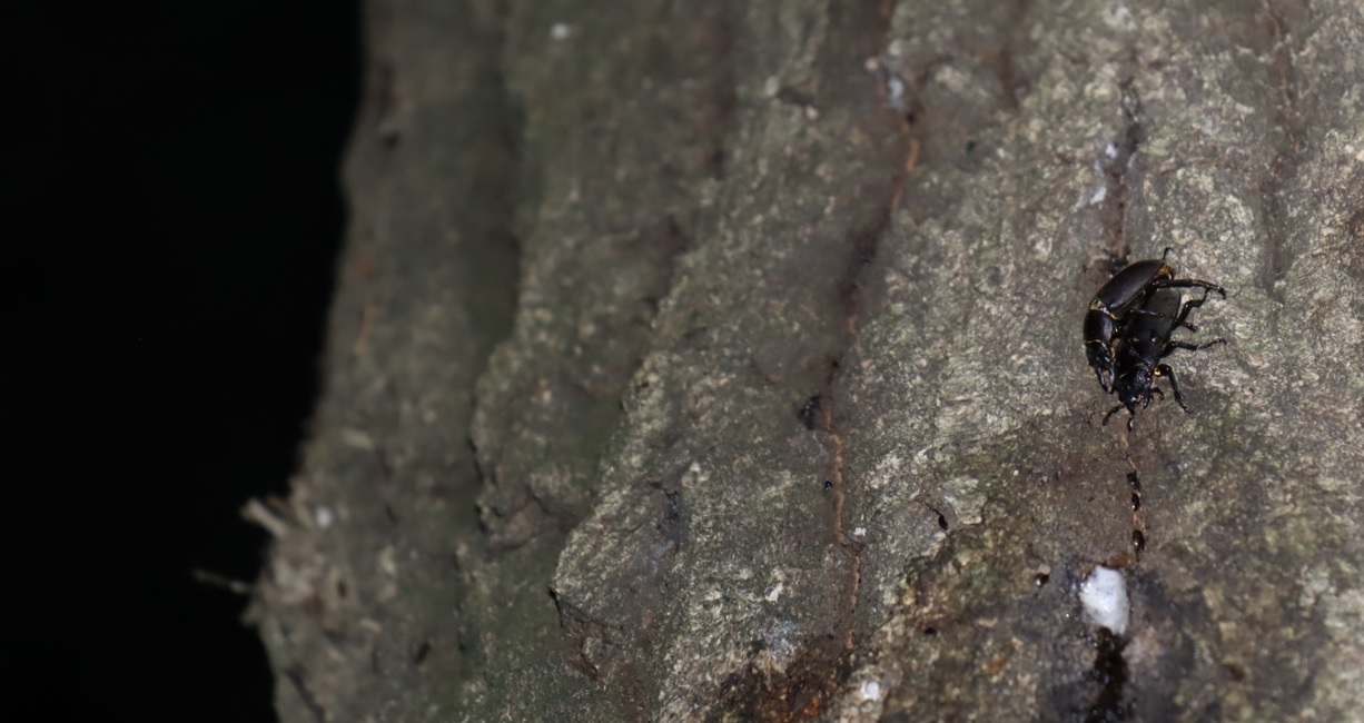 交尾中のコクワガタ ペア_凄いコナラ_2023年5月5日19時50分気温21.5度